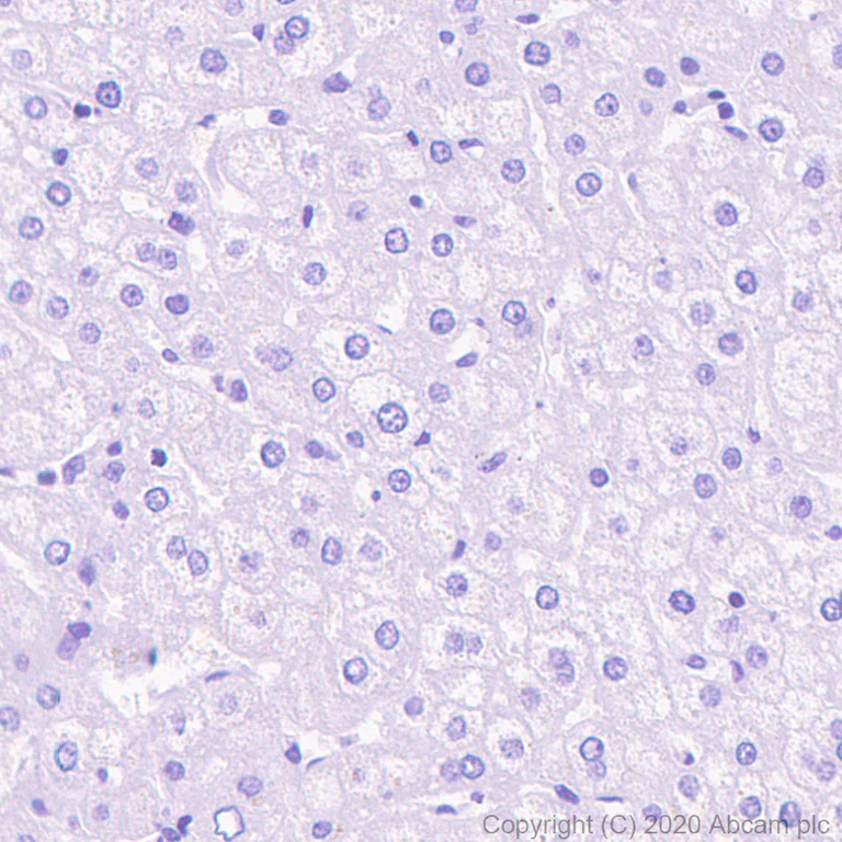 Immunohistochemistry (Formalin/PFA-fixed paraffin-embedded sections) - Anti-GLP-1R antibody [EPR23507-57] (AB254352)