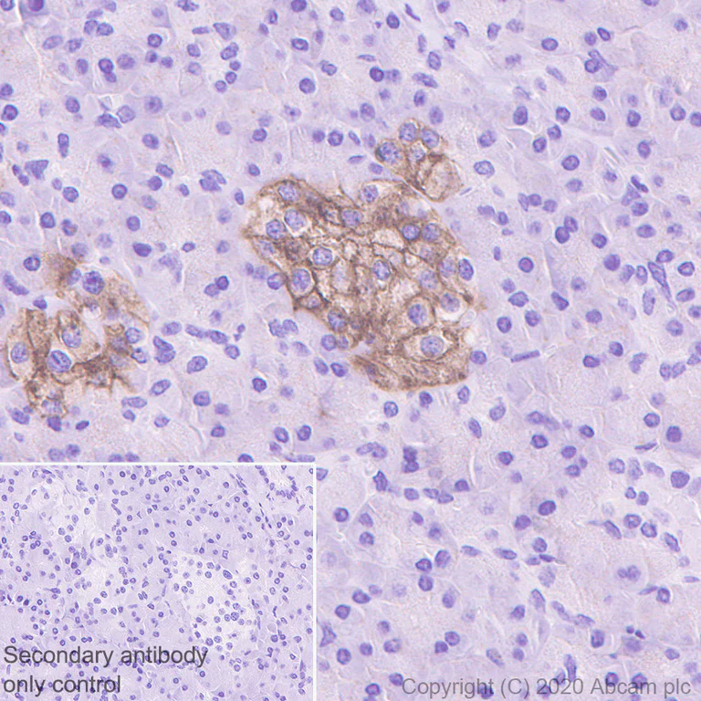 Immunohistochemistry (Formalin/PFA-fixed paraffin-embedded sections) - Anti-GLP-1R antibody [EPR23507-57] (AB254352)