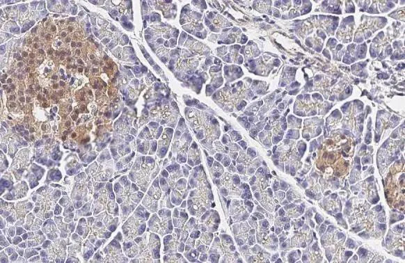 Immunohistochemistry (Formalin/PFA-fixed paraffin-embedded sections) - Anti-GLP1R antibody [HL2297] - BSA and Azide free (AB325859)