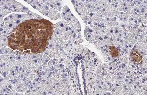 Immunohistochemistry (Formalin/PFA-fixed paraffin-embedded sections) - Anti-GLP1R antibody [HL2297] - BSA and Azide free (AB325859)