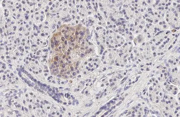 Immunohistochemistry (Formalin/PFA-fixed paraffin-embedded sections) - Anti-GLP1R antibody [HL2297] - BSA and Azide free (AB325859)