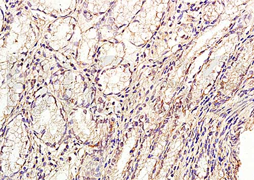 Immunohistochemistry (Formalin/PFA-fixed paraffin-embedded sections) - Anti-GLP2 antibody (AB216620)
