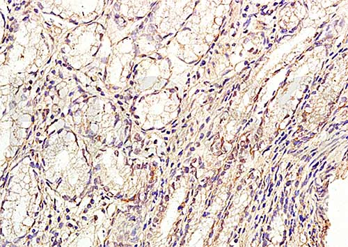 Immunohistochemistry (Formalin/PFA-fixed paraffin-embedded sections) - Anti-GLP2 antibody (AB216620)