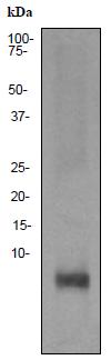 Western blot - Anti-GLP2 antibody [EPR3073] (AB92502)