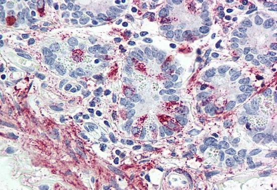 Immunohistochemistry (Formalin/PFA-fixed paraffin-embedded sections) - Anti-GLP2R antibody (AB207407)