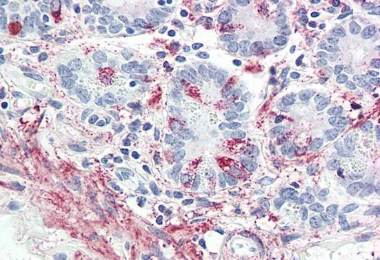 Immunohistochemistry (Formalin/PFA-fixed paraffin-embedded sections) - Anti-GLP2R antibody (AB207407)
