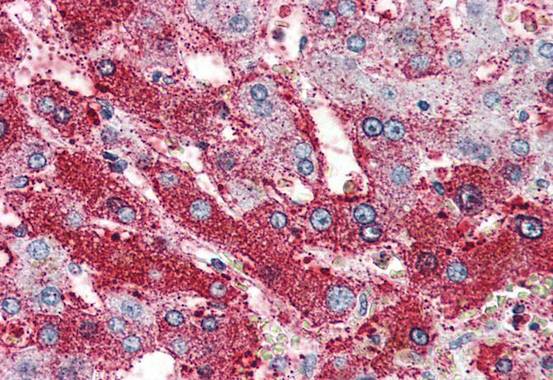 Immunohistochemistry (Formalin/PFA-fixed paraffin-embedded sections) - Anti-GLP2R antibody (AB207407)