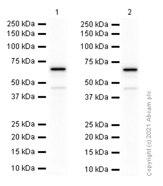 Western blot - Anti-GLP2R antibody [EPR12812] (AB181030), expandable thumbnail