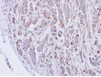 Immunohistochemistry (Formalin/PFA-fixed paraffin-embedded sections) - Anti-GLRA2 antibody (AB97628), expandable thumbnail