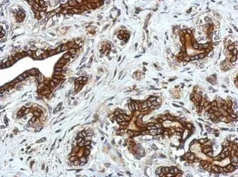 Immunohistochemistry (Formalin/PFA-fixed paraffin-embedded sections) - Anti-GLRA2 antibody (AB97628)