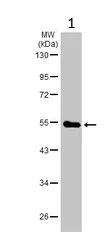 Western blot - Anti-GLRA2 antibody (AB97628)
