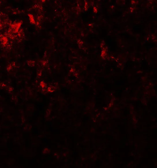 Immunocytochemistry - Anti-GLS2 antibody (AB113509)