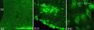 Immunohistochemistry (Frozen sections) - Anti-GLS2 antibody (AB113509)