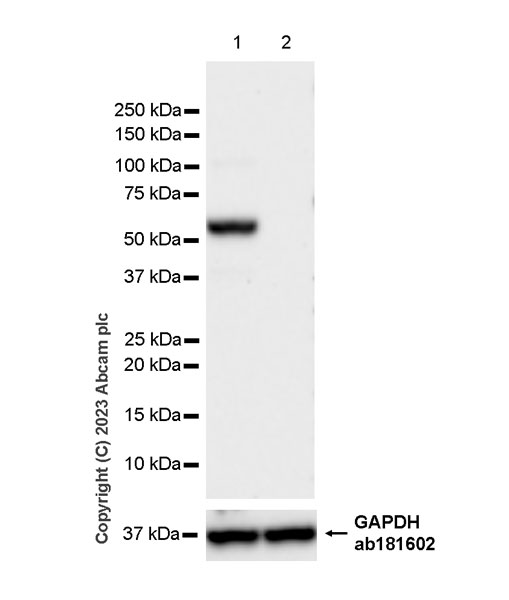 Western blot - Anti-GLS2 antibody [EPR27332-67] - BSA and Azide free (AB308305), expandable thumbnail