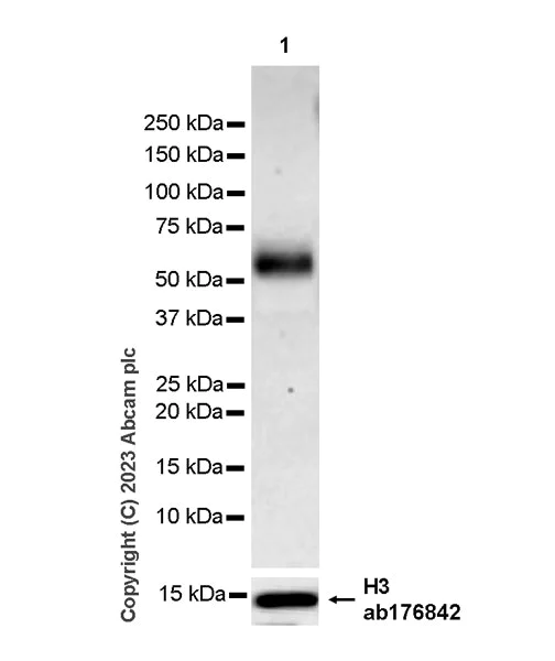 Western blot - Anti-GLS2 antibody [EPR27332-67] - BSA and Azide free (AB308305)