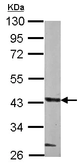 Western blot - Anti-GLT8D1 antibody (AB154668)