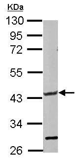 Western blot - Anti-GLT8D1 antibody (AB154668)