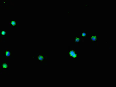 Immunocytochemistry/ Immunofluorescence - Anti-GLT8D1 antibody (AB236974)