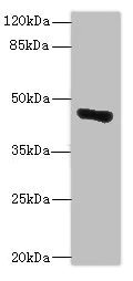 Western blot - Anti-GLT8D1 antibody (AB236974)