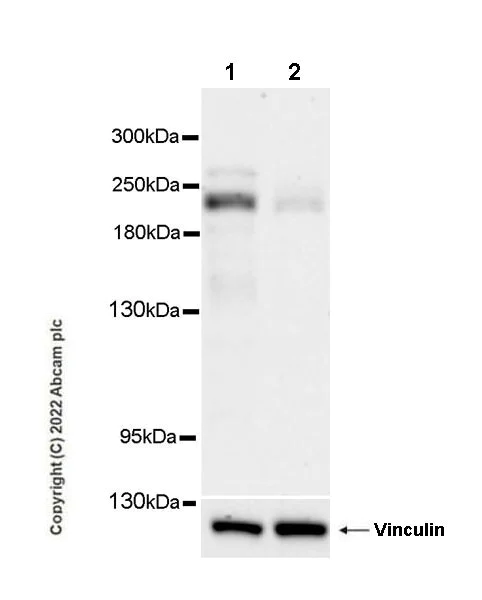 Western blot - Anti-GLTSCR1 antibody [EPR26561-76] (BSA and Azide free) (AB302713)