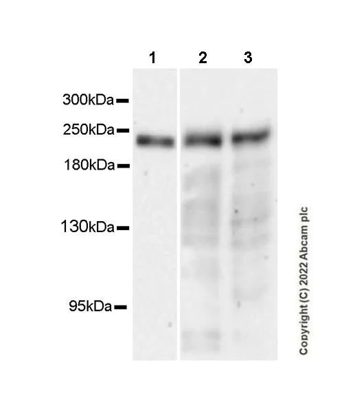 Western blot - Anti-GLTSCR1 antibody [EPR26561-76] (BSA and Azide free) (AB302713)