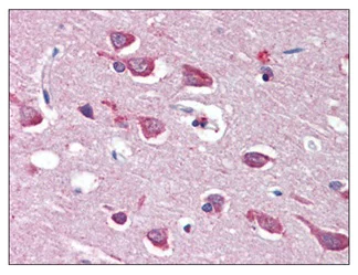 Immunohistochemistry (Formalin/PFA-fixed paraffin-embedded sections) - Anti-GluA4 antibody (AB115322)