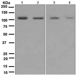 Western blot - Anti-GluA4 antibody [EPR2512(2)] (AB109431)