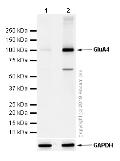 Western blot - Anti-GluA4 antibody [EPR2512(2)] (AB109431)