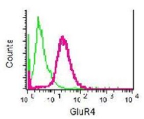 Flow Cytometry (Intracellular) - Anti-GluA4 antibody [EPR2512(2)] - BSA and Azide free (AB232015)