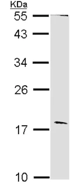 Western blot - Anti-Glucagon antibody (AB137817)