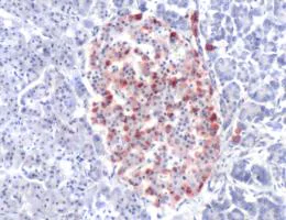 Immunohistochemistry (Formalin/PFA-fixed paraffin-embedded sections) - Anti-Glucagon antibody (AB231468)