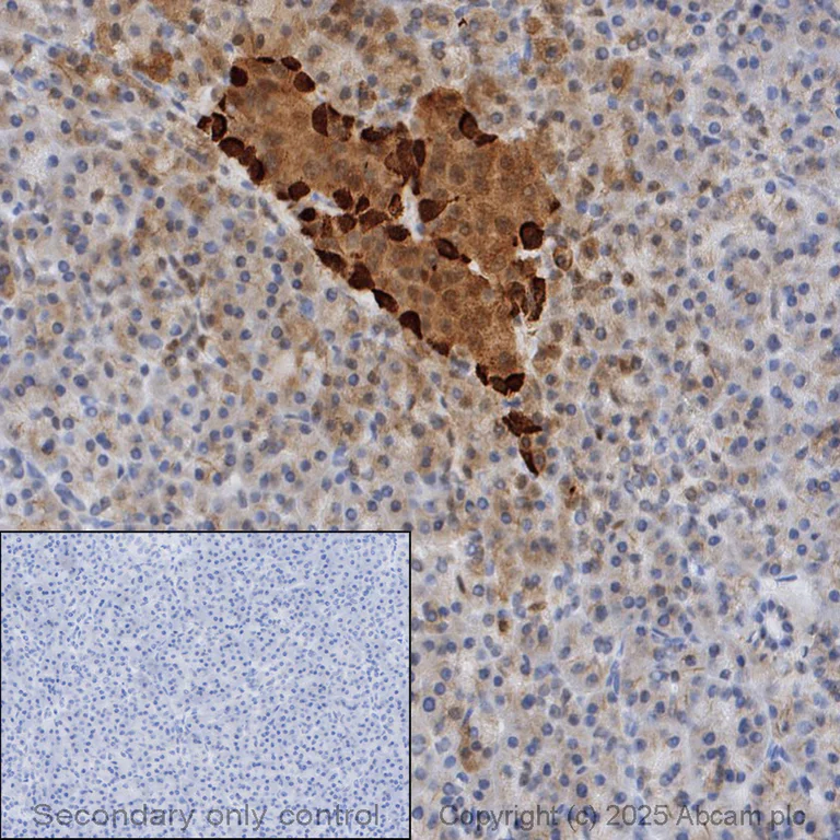 Immunohistochemistry (Formalin/PFA-fixed paraffin-embedded sections) - Anti-Glucagon antibody [EP3070] (AB92517)