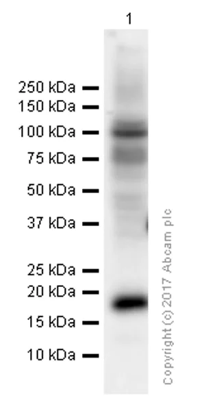 Western blot - Anti-Glucagon antibody [EP3070] (AB92517)