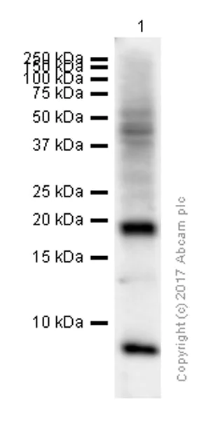 Western blot - Anti-Glucagon antibody [EP3070] (AB92517)