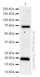 Western blot - Anti-Glucagon antibody [EP3070] (AB92517)