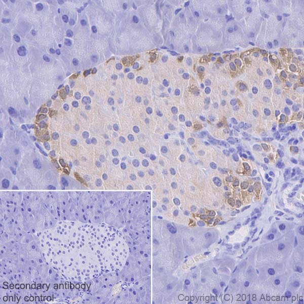 Immunohistochemistry (Formalin/PFA-fixed paraffin-embedded sections) - Anti-Glucagon antibody [EP3070] - BSA and Azide free (AB167078), expandable thumbnail