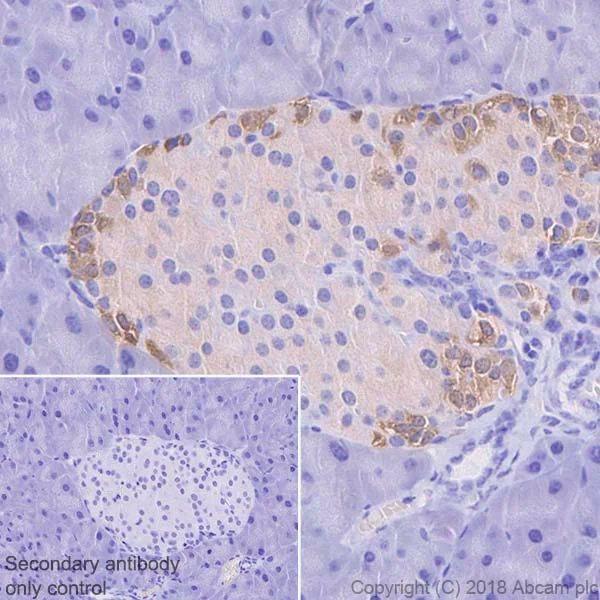 Immunohistochemistry (Formalin/PFA-fixed paraffin-embedded sections) - Anti-Glucagon antibody [EP3070] - BSA and Azide free (AB167078)