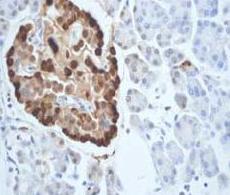 Immunohistochemistry (Formalin/PFA-fixed paraffin-embedded sections) - Anti-Glucagon antibody [EP3070] - BSA and Azide free (AB167078), expandable thumbnail