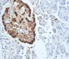 Immunohistochemistry (Formalin/PFA-fixed paraffin-embedded sections) - Anti-Glucagon antibody [EP3070] - BSA and Azide free (AB167078)