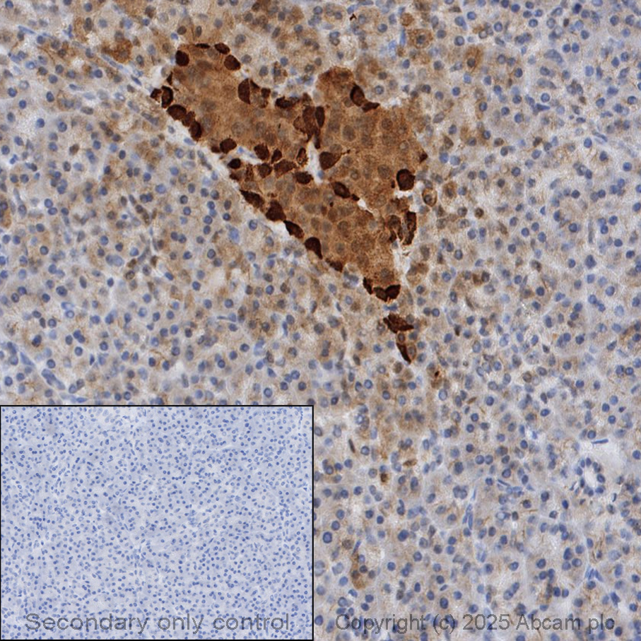 Immunohistochemistry (Formalin/PFA-fixed paraffin-embedded sections) - Anti-Glucagon antibody [EP3070] - BSA and Azide free (AB167078)