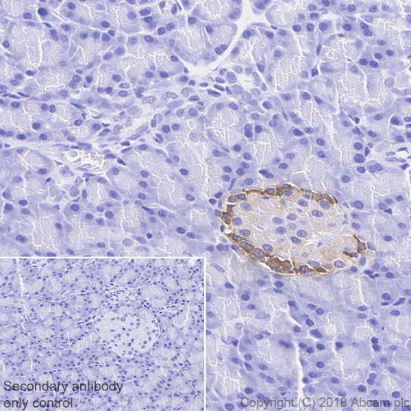 Immunohistochemistry (Formalin/PFA-fixed paraffin-embedded sections) - Anti-Glucagon antibody [EP3070] - BSA and Azide free (ab167078), expandable thumbnail