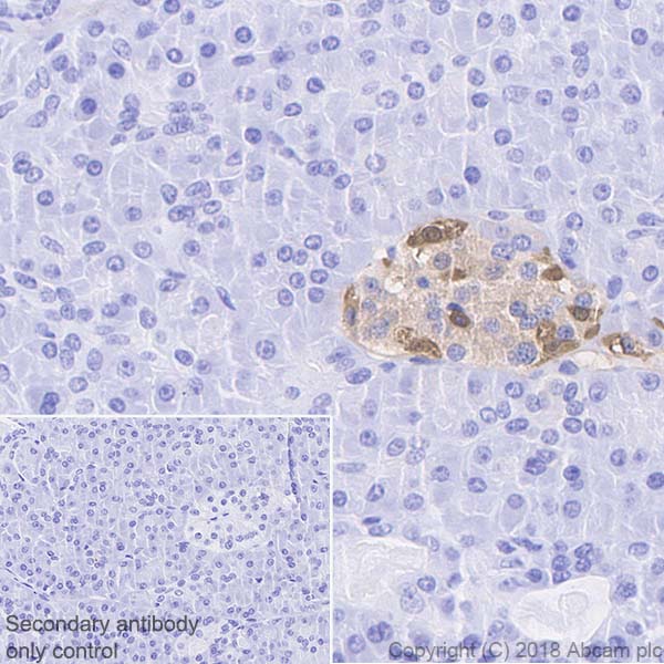Immunohistochemistry (Formalin/PFA-fixed paraffin-embedded sections) - Anti-Glucagon antibody [EP3070] - BSA and Azide free (AB167078), expandable thumbnail