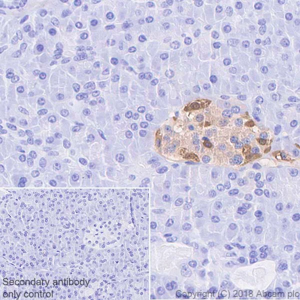 Immunohistochemistry (Formalin/PFA-fixed paraffin-embedded sections) - Anti-Glucagon antibody [EP3070] - BSA and Azide free (AB167078)