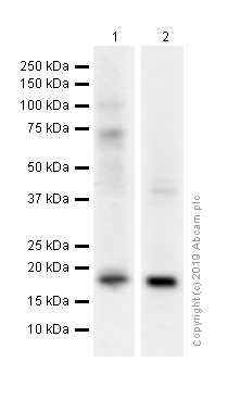 Western blot - Anti-Glucagon antibody [EP3070] - BSA and Azide free (AB167078), expandable thumbnail
