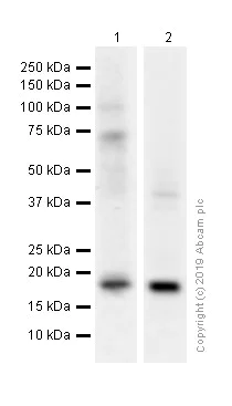 Western blot - Anti-Glucagon antibody [EP3070] - BSA and Azide free (AB167078)