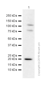 Western blot - Anti-Glucagon antibody [EP3070] - BSA and Azide free (AB167078)