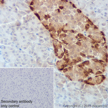 Immunohistochemistry (Formalin/PFA-fixed paraffin-embedded sections) - Anti-Glucagon antibody [EPR3070-45] (AB108426), expandable thumbnail