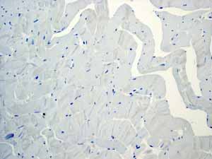 Immunohistochemistry (Formalin/PFA-fixed paraffin-embedded sections) - Anti-Glucagon antibody [EPR3070-45] (AB108426), expandable thumbnail