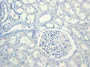 Immunohistochemistry (Formalin/PFA-fixed paraffin-embedded sections) - Anti-Glucagon antibody [EPR3070-45] (ab108426), expandable thumbnail