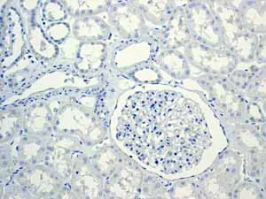Immunohistochemistry (Formalin/PFA-fixed paraffin-embedded sections) - Anti-Glucagon antibody [EPR3070-45] (AB108426)